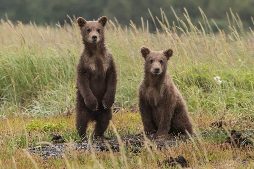 Grizzly Bear Cubs