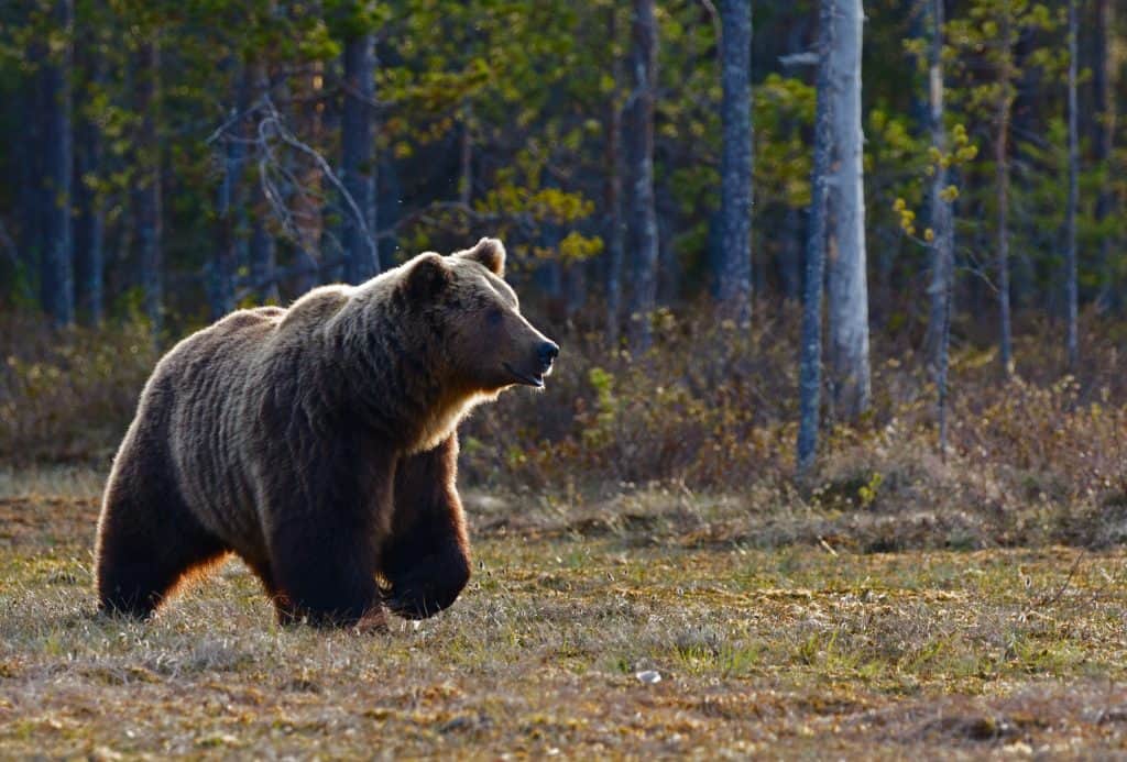 Grizzly Bear Mama